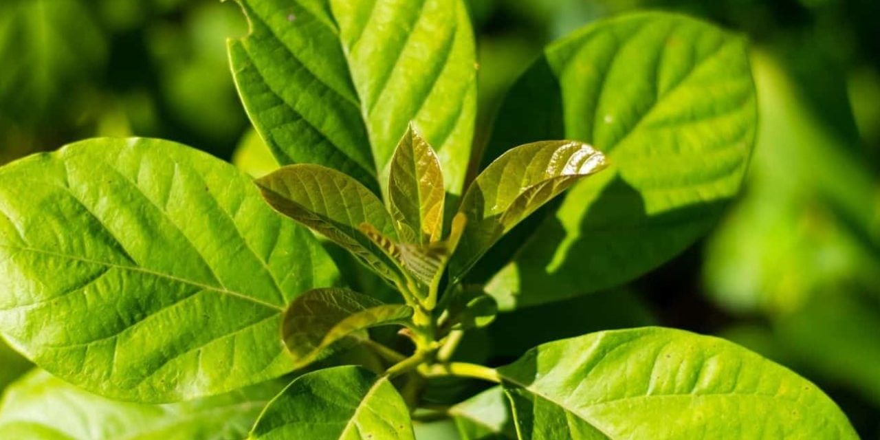 Benefits of Avocado Leaves